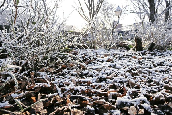 Jardin : ce matériau gratuit posé sur la terre en hiver évite les mauvaises herbes et un sol dur comme du béton.jpg