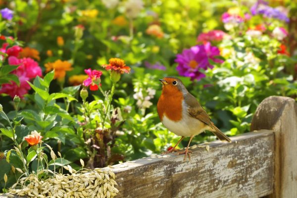 Rouges-gorges au jardin : ce soir, mettez dehors cet aliment de base à 3 centimes, que presque tous les jardiniers oublient.jpg