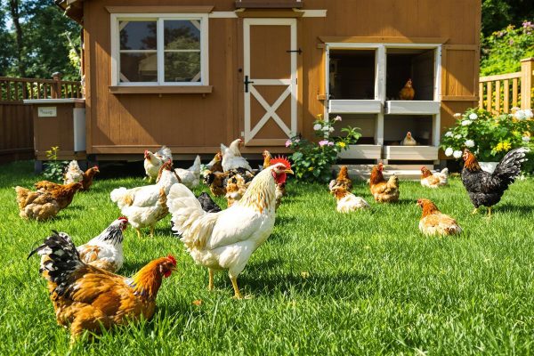 5 remèdes de grand-mère pour faire pondre les poules.jpg