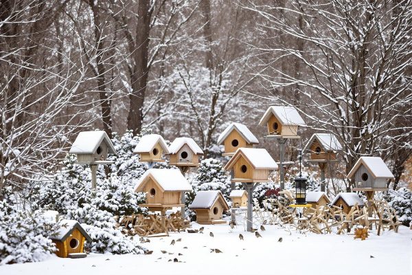 Ce geste hivernal oublié qui ruine ces abris et vous prive d'un jardin plein d'oiseaux au printemps.jpg