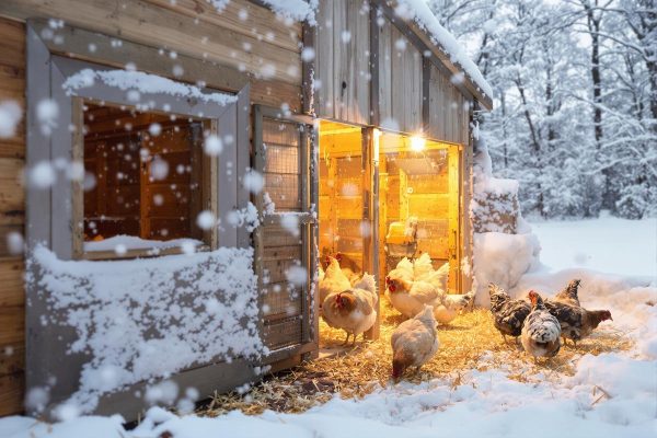 Hiver : si vos poules ne pondent plus, cette méthode simple relance la ponte et les œufs comme en été.jpg