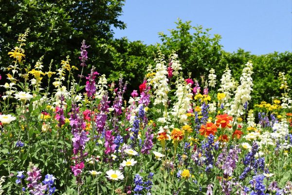 Jardin : Cette plante adorée des Français est désormais strictement interdite dans toute l’Europe.jpg