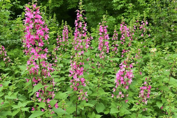 Jardin : cette plante tant aimée des Français est désormais strictement interdite dans toute l’Europe.jpg