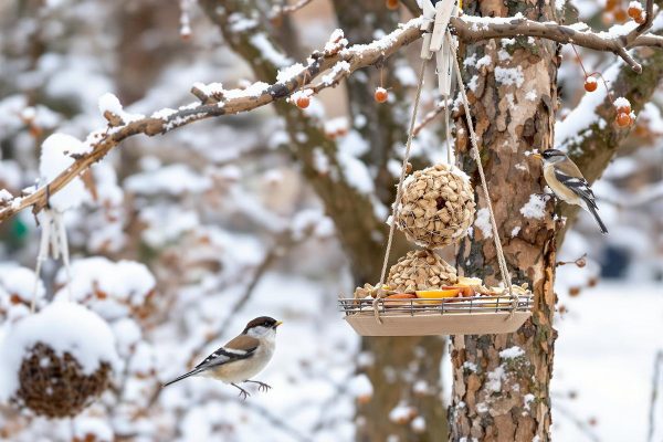 Les amoureux des oiseaux ne devraient jamais sortir sans cette simple pince à linge en hiver : voici pourquoi.jpg