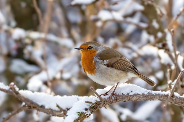 Rouges-gorges au jardin : ce soir, sortez dehors cet aliment de base à 3 centimes, que presque tous les jardiniers oublient.jpg